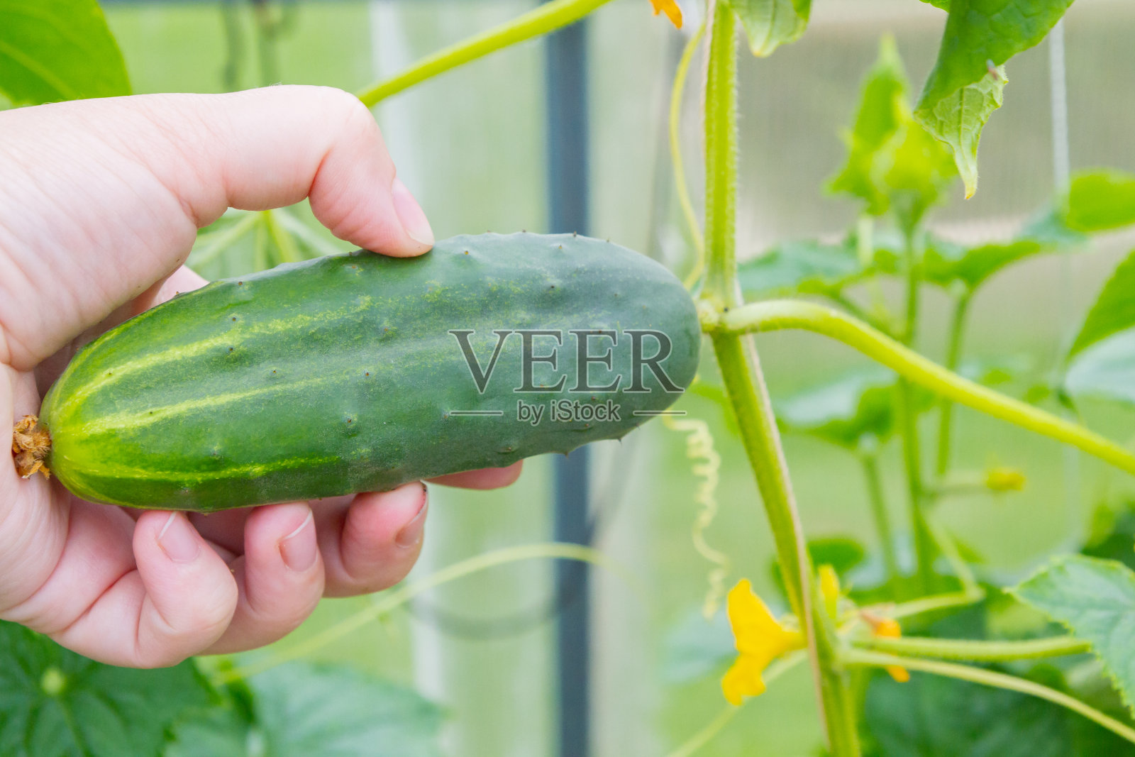 一个女人的手从温室的树枝上取下了一根黄瓜照片摄影图片