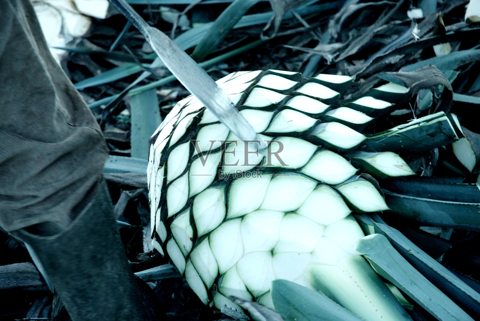 蓝色龙舌兰剑的细节。照片摄影图片