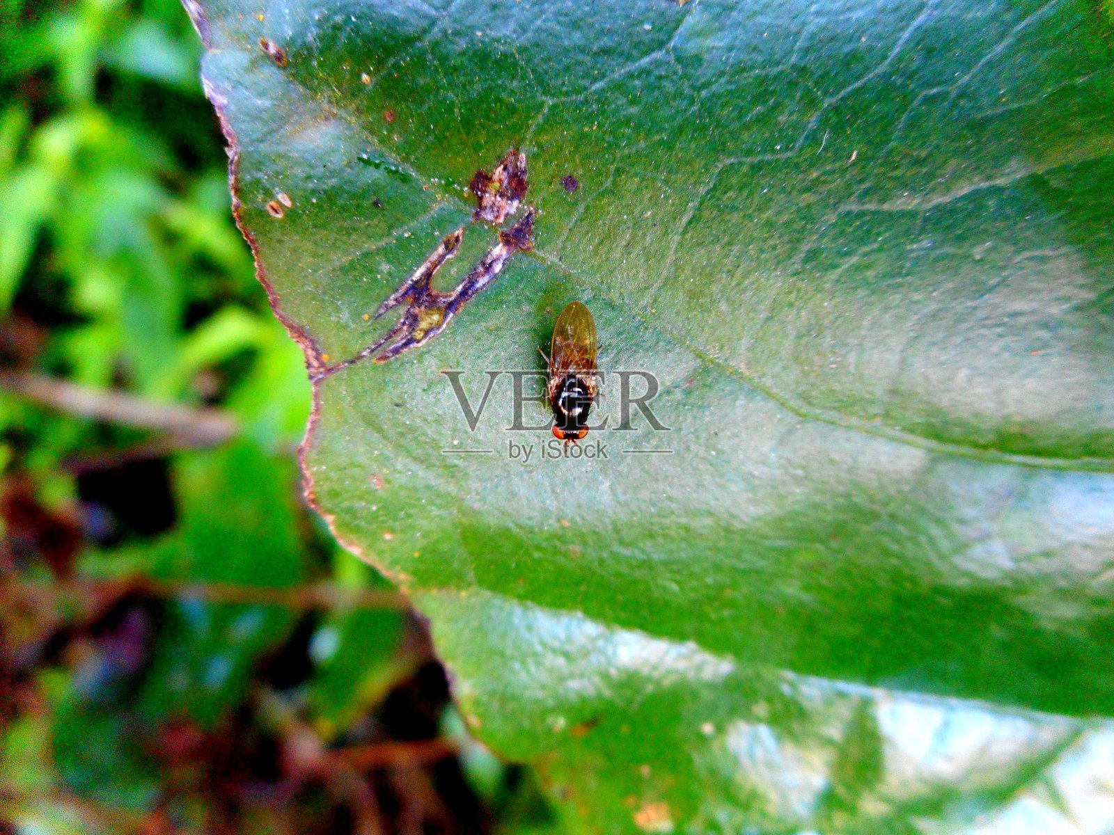 飞的昆虫照片摄影图片