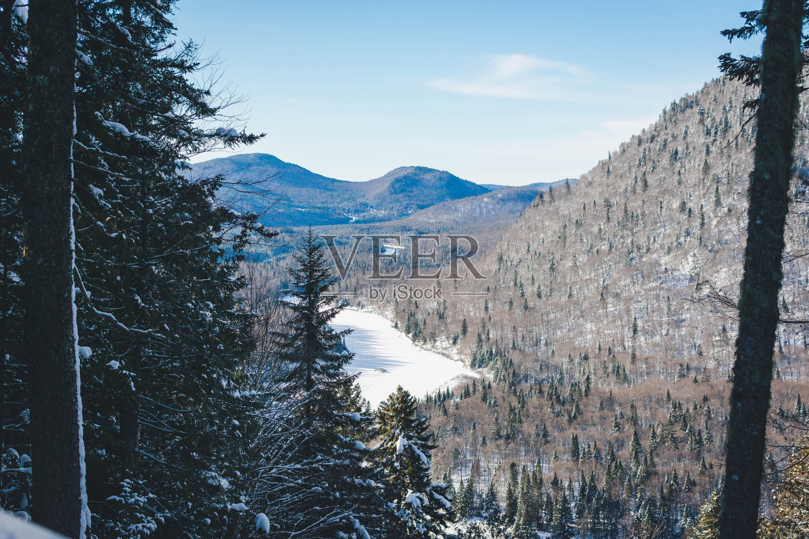 冬季森林照片摄影图片
