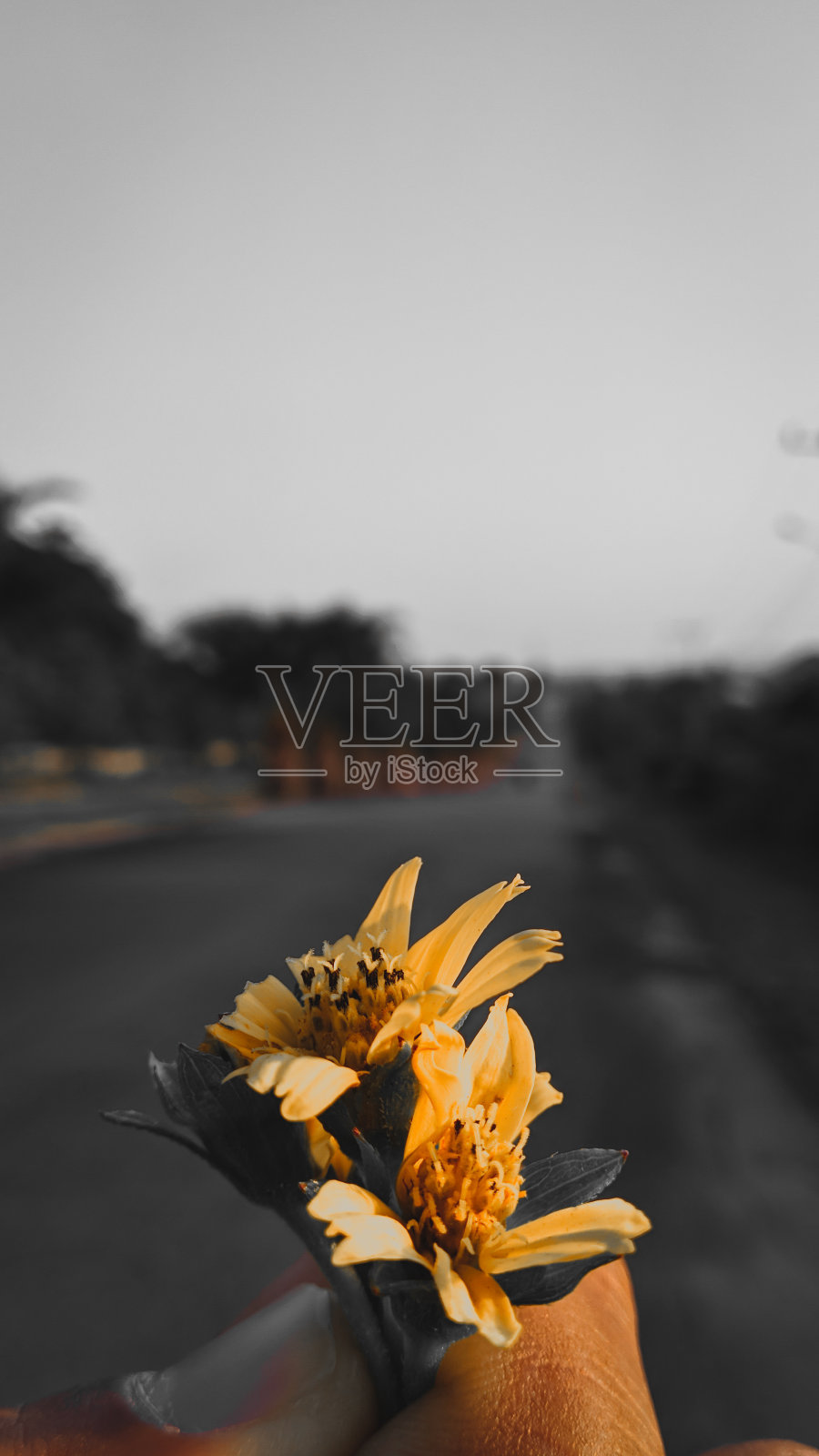 这些花照片摄影图片