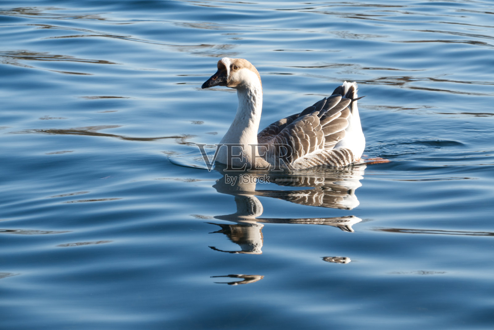 一只家鹅在湖里游泳照片摄影图片
