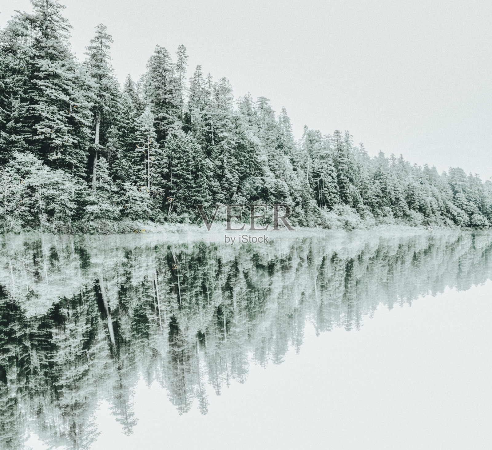 加州红杉林中的冬日仙境照片摄影图片