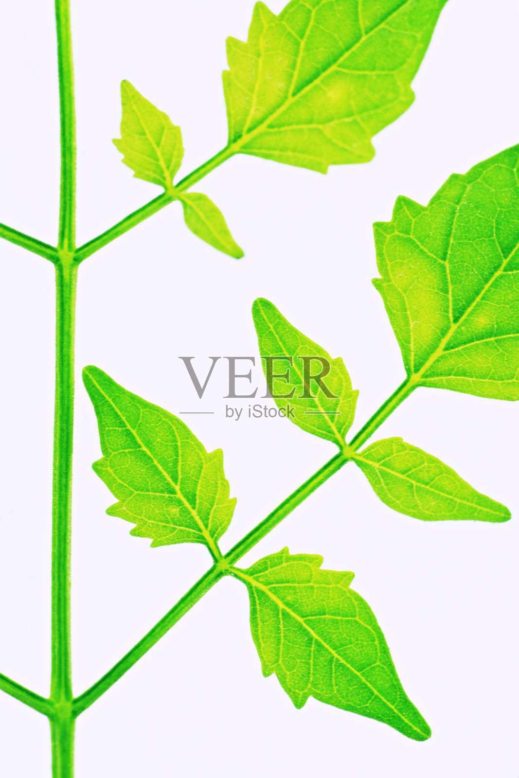 叶和枝-白色背景。照片摄影图片