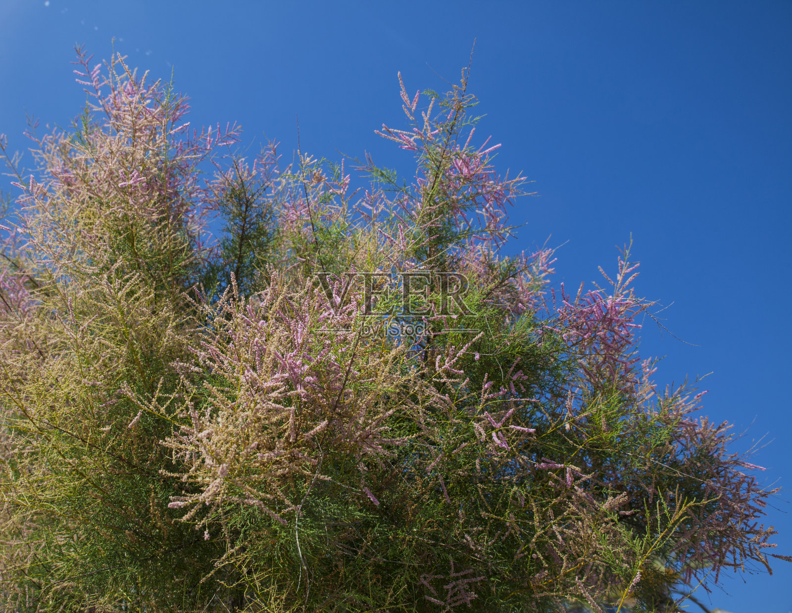 一朵盛开的粉红色柽柳的枝条照片摄影图片