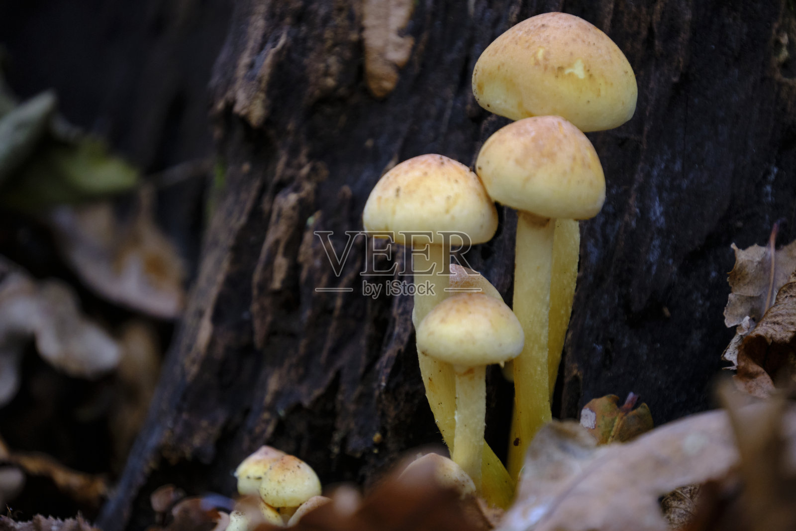 树上蘑菇的特写镜头照片摄影图片