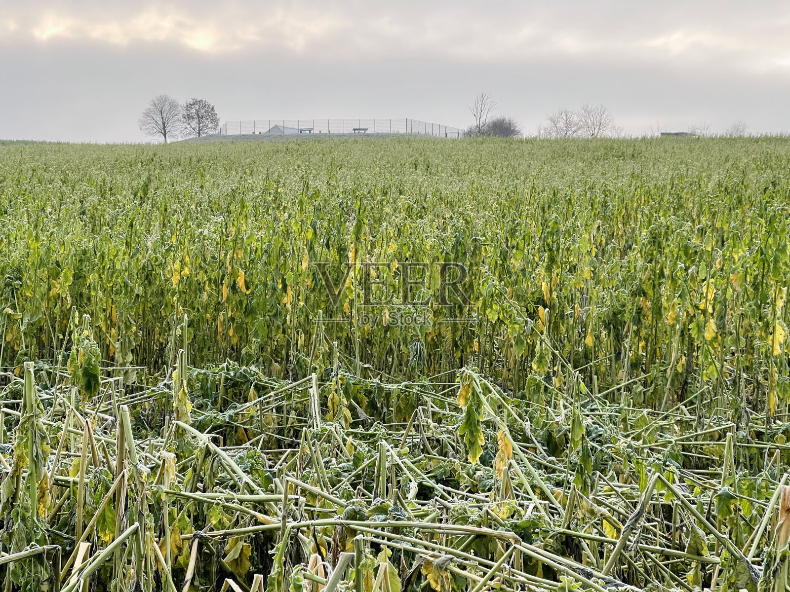 冬天早晨的农田照片摄影图片