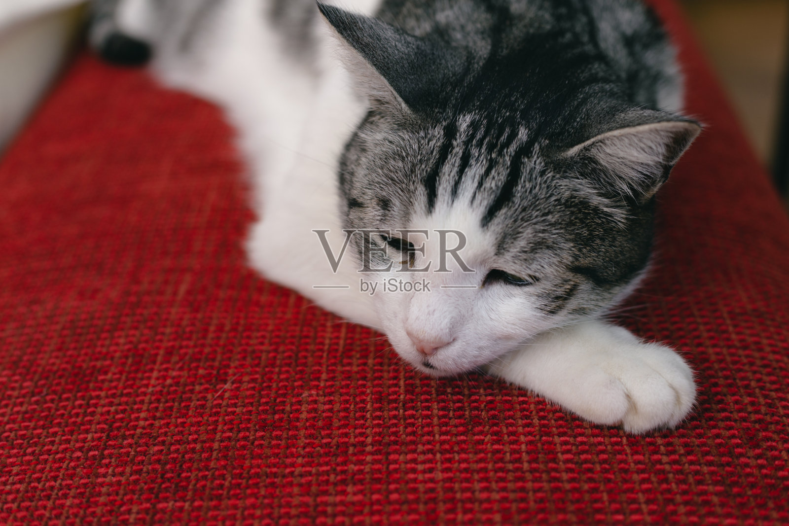 猫在红色的表面休息照片摄影图片