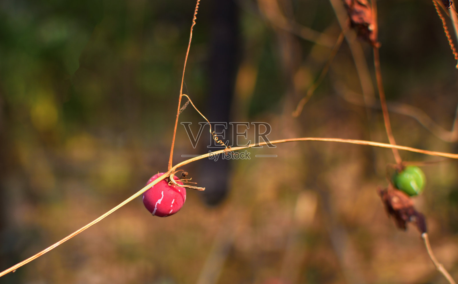 近景拍摄红西番莲攀缘部分卷须,红西番莲卷须照片摄影图片