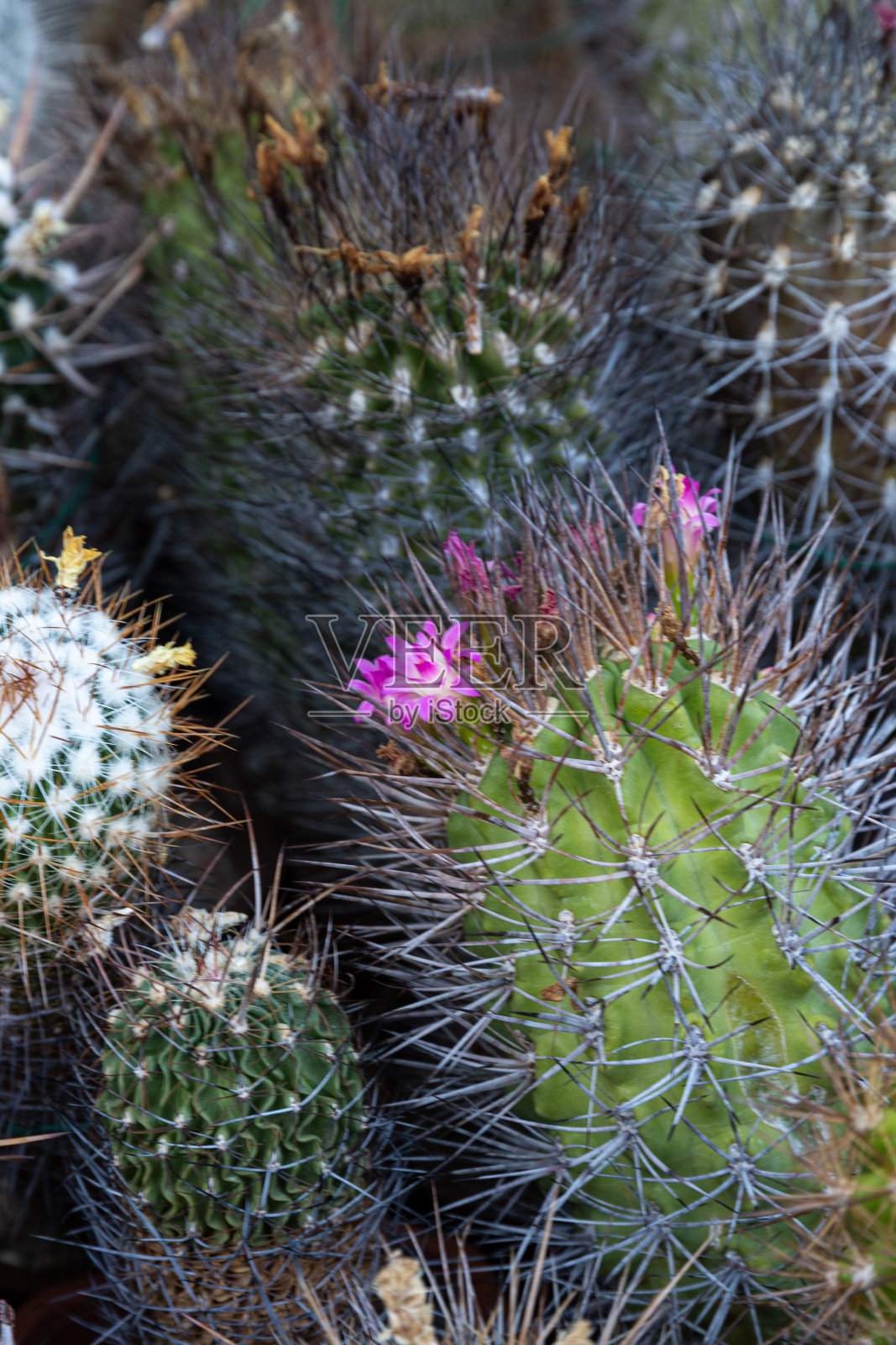 花园里的小仙人掌照片摄影图片