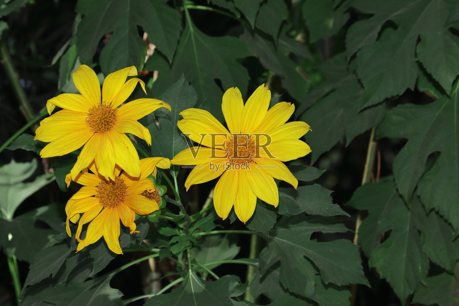 黄色的向日葵盛开照片摄影图片