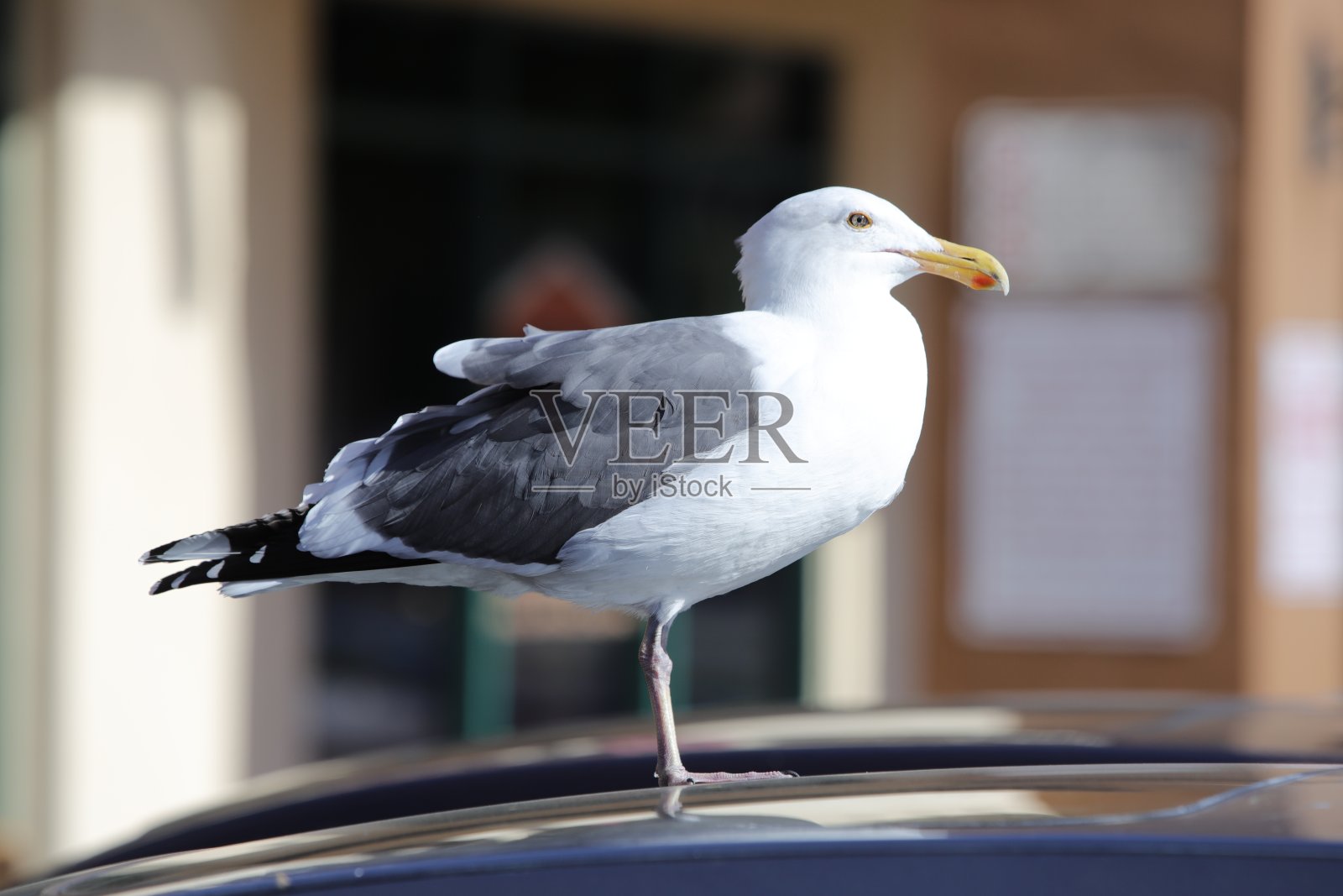 加利福尼亚摩尔公园的海鸥照片摄影图片