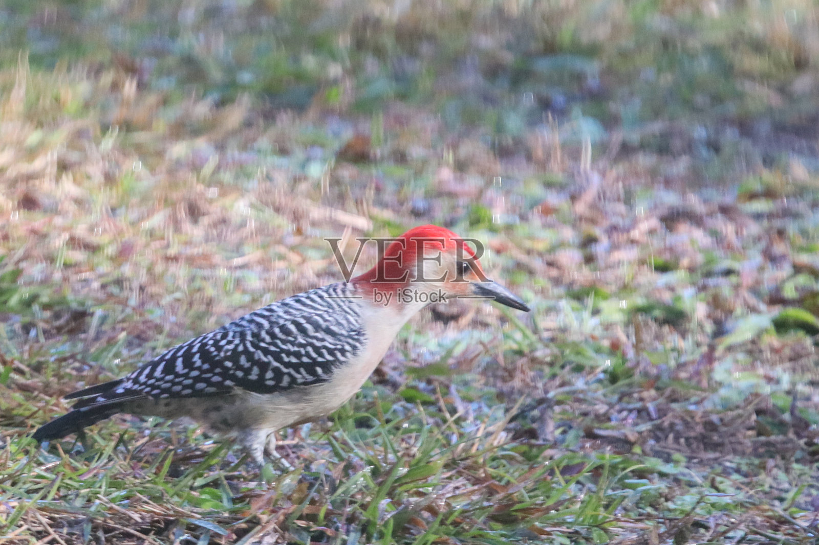 在佛罗里达觅食的红腹啄木鸟照片摄影图片