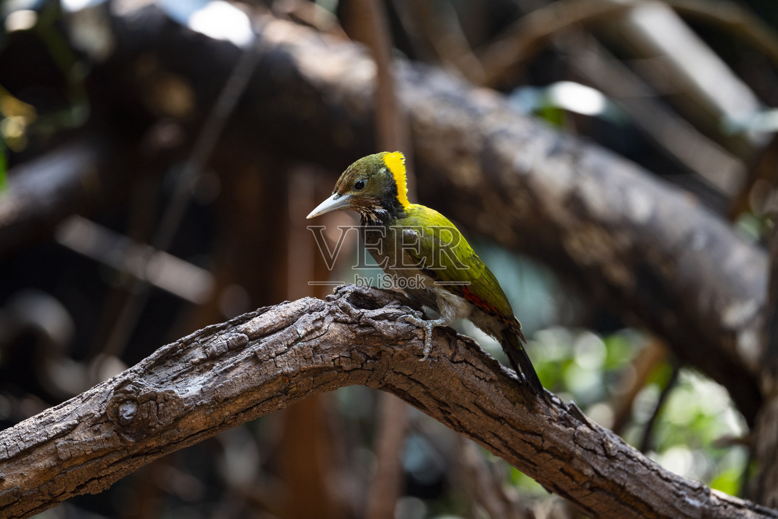 大黄纳普照片摄影图片