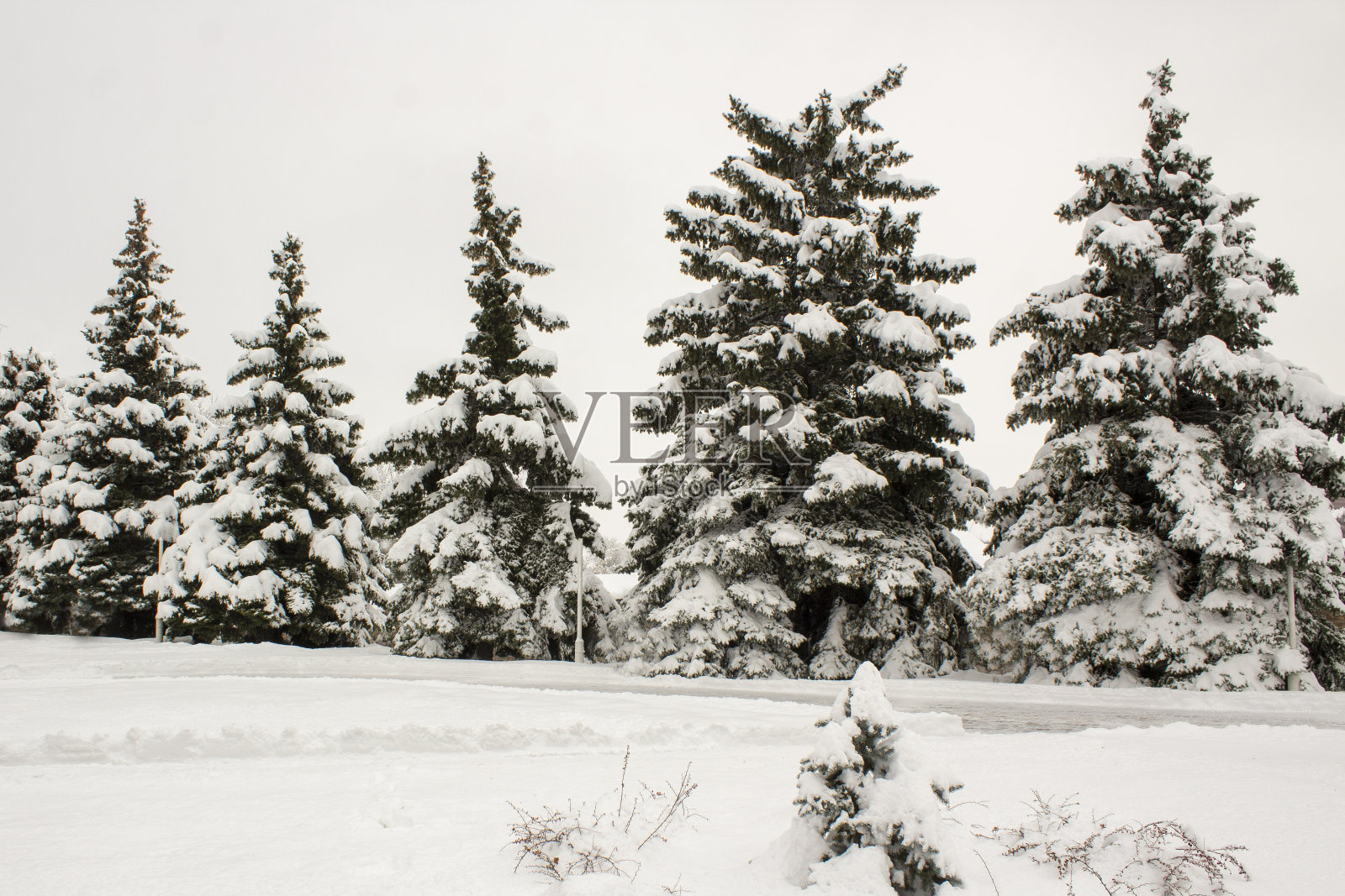积雪覆盖的树木3照片摄影图片