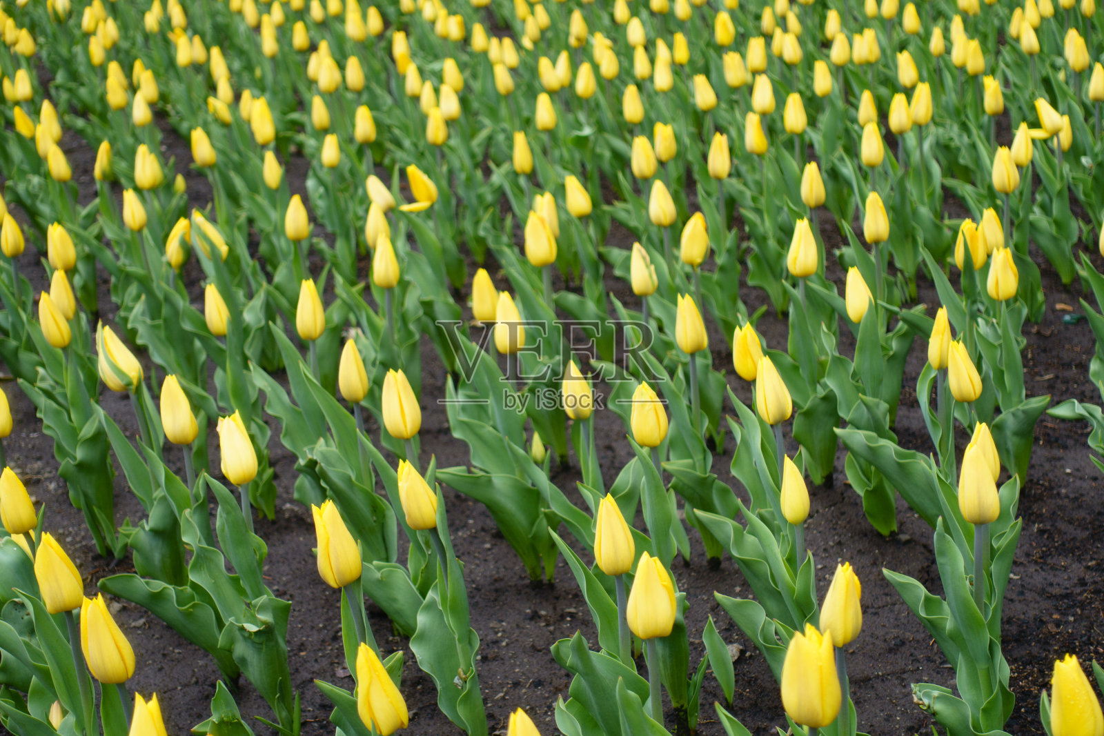 黄色郁金香在四月有许多花蕾照片摄影图片