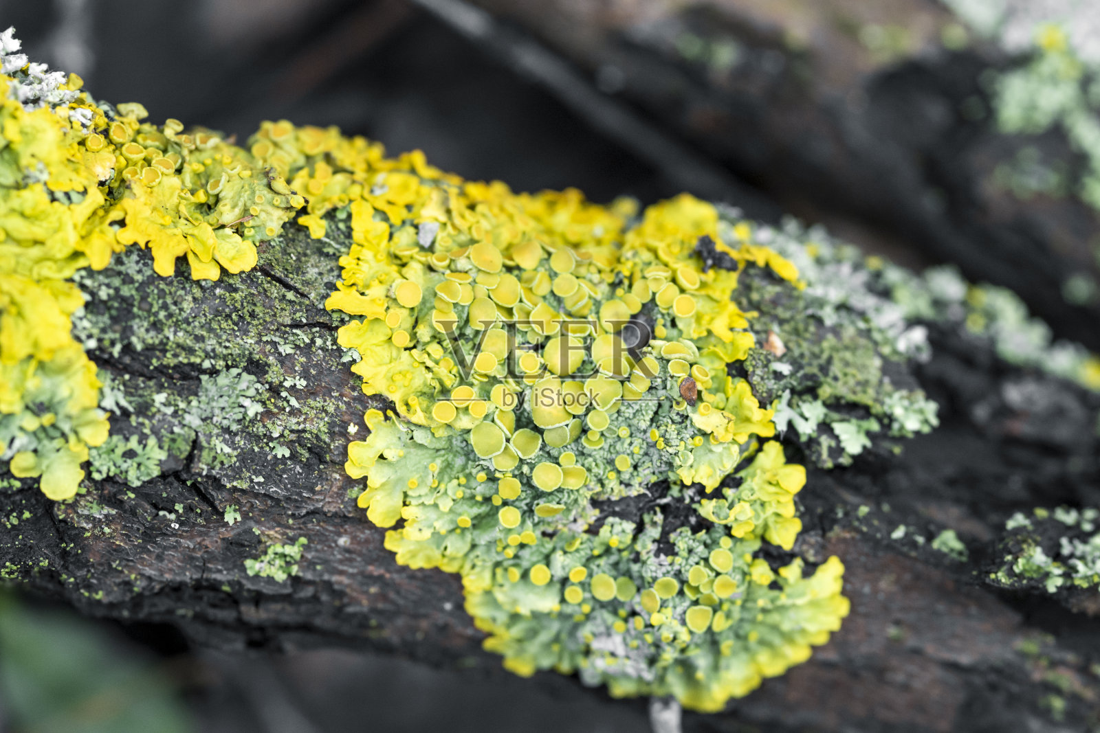 树皮上的亮黄绿色地衣照片摄影图片