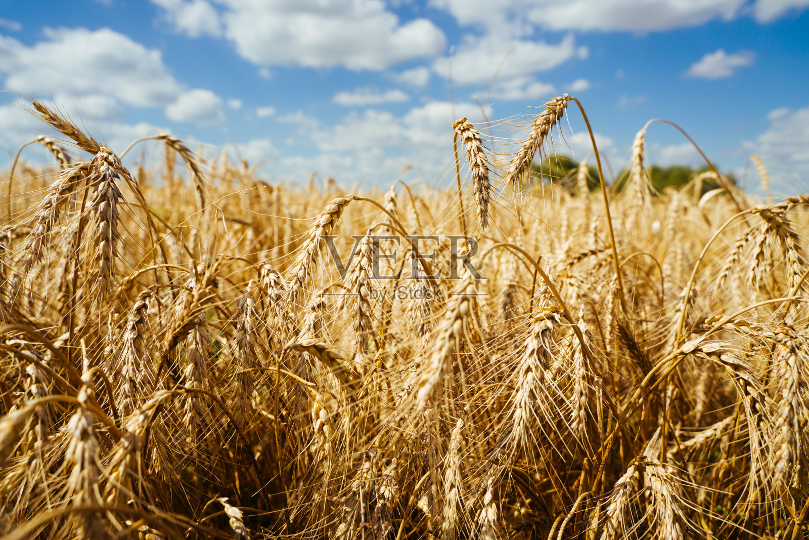 农业领域。成熟的麦穗。丰收的概念照片摄影图片