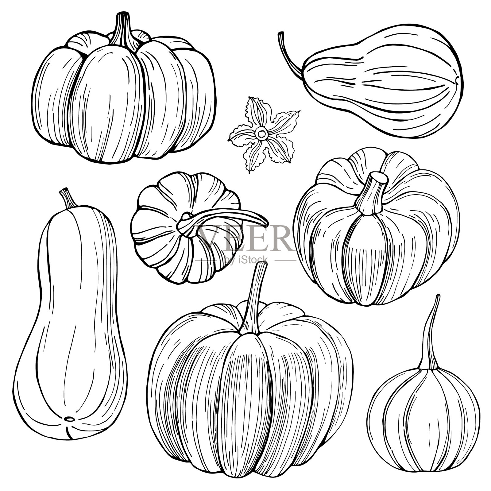 南瓜手绘蔬菜在白色插画图片素材