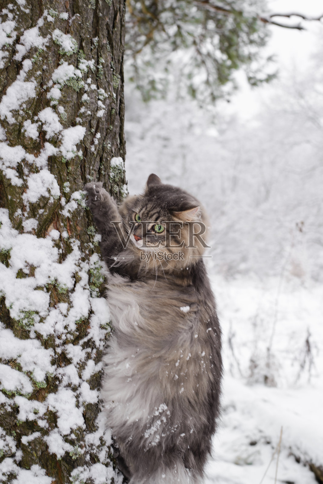 西伯利亚毛绒绒的猫正在爬树。冬天的森林里有一只绿眼睛的灰猫。照片摄影图片