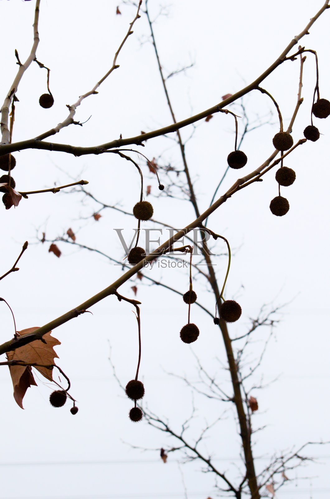 悬铃树的果实。照片摄影图片