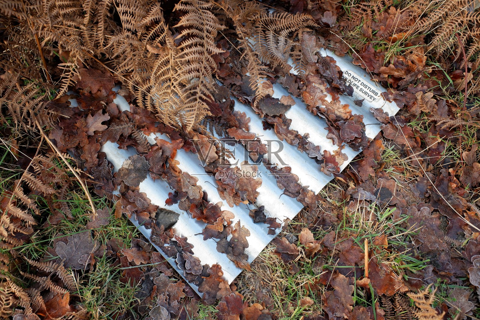 瓦楞爬行动物调查保护区,标牌上写着“请勿打扰”,野生动物调查照片摄影图片