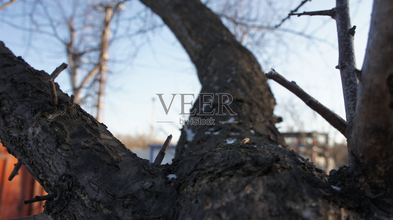 从树干上看,杏皮照片摄影图片