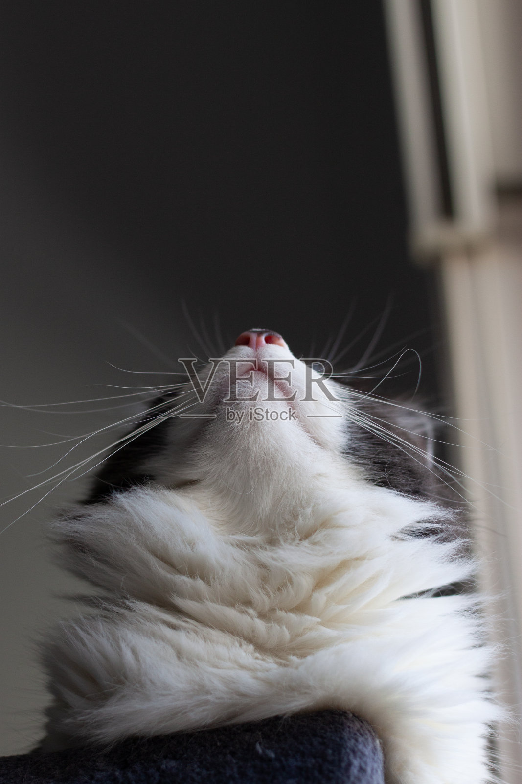 下观家中毛猫躺在猫塔上休息。照片摄影图片