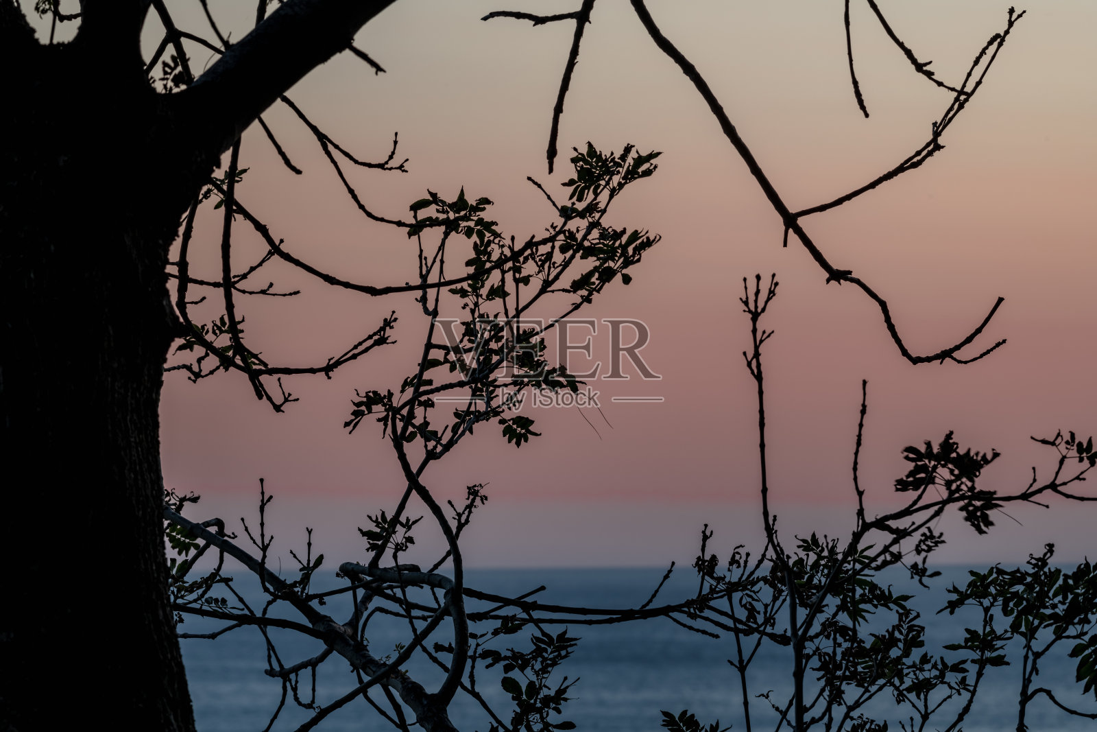 夕阳背景上的树干和树枝照片摄影图片