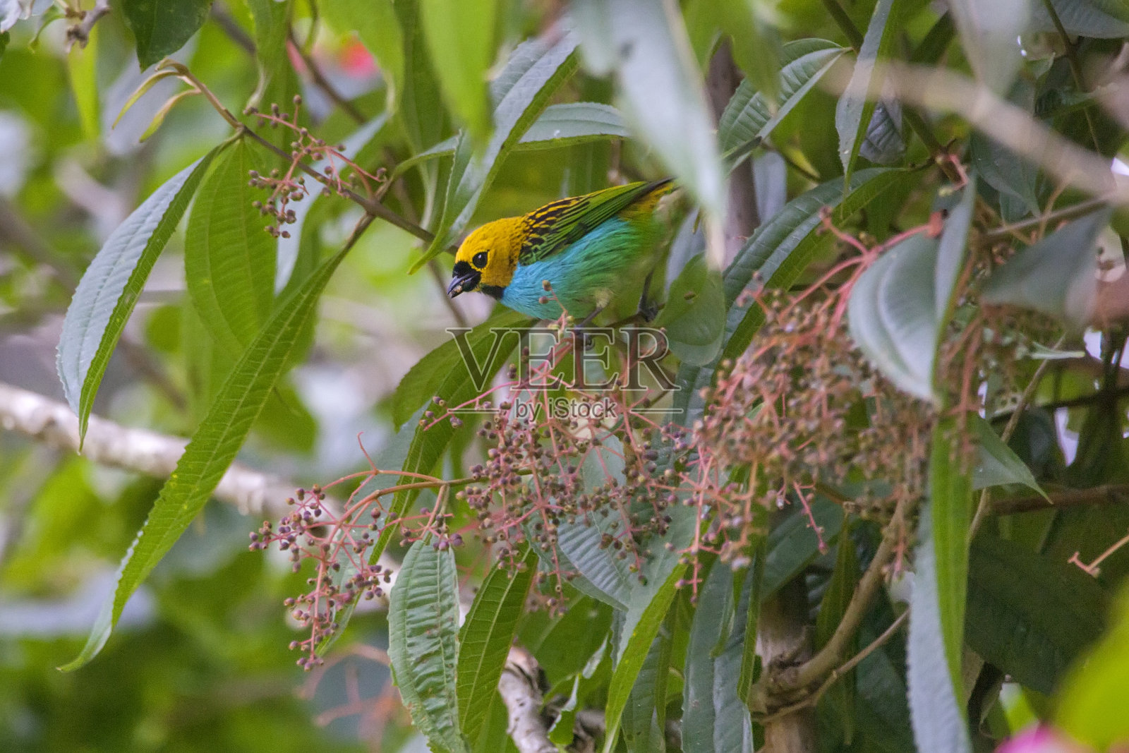 金边Tanager在Vargem Alta,圣埃斯皮里托拍摄。照片摄影图片