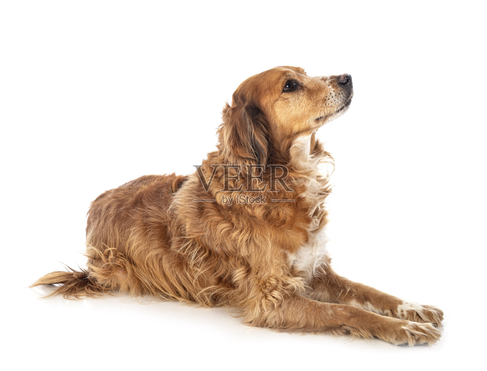 布列塔尼猎犬照片摄影图片