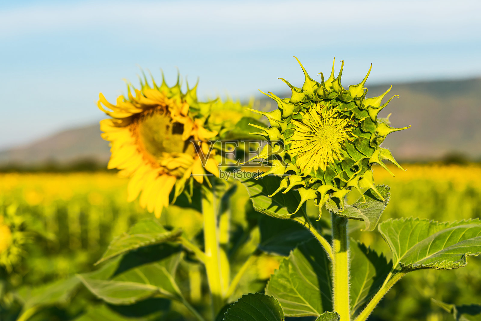 美丽的黄色向日葵在蓝天与白云的映衬下在田野里照片摄影图片