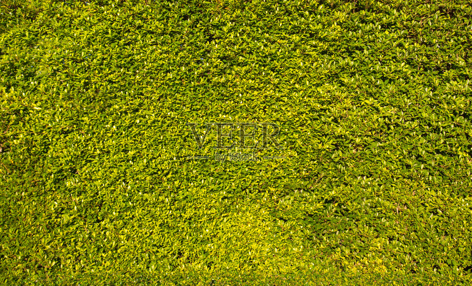 作为自然垂直花园背景的观赏植物照片摄影图片