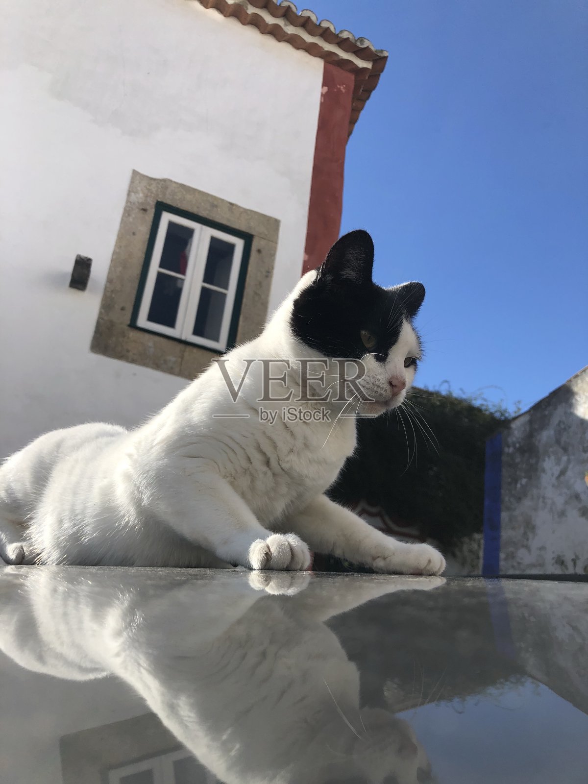 猫的太阳照片摄影图片