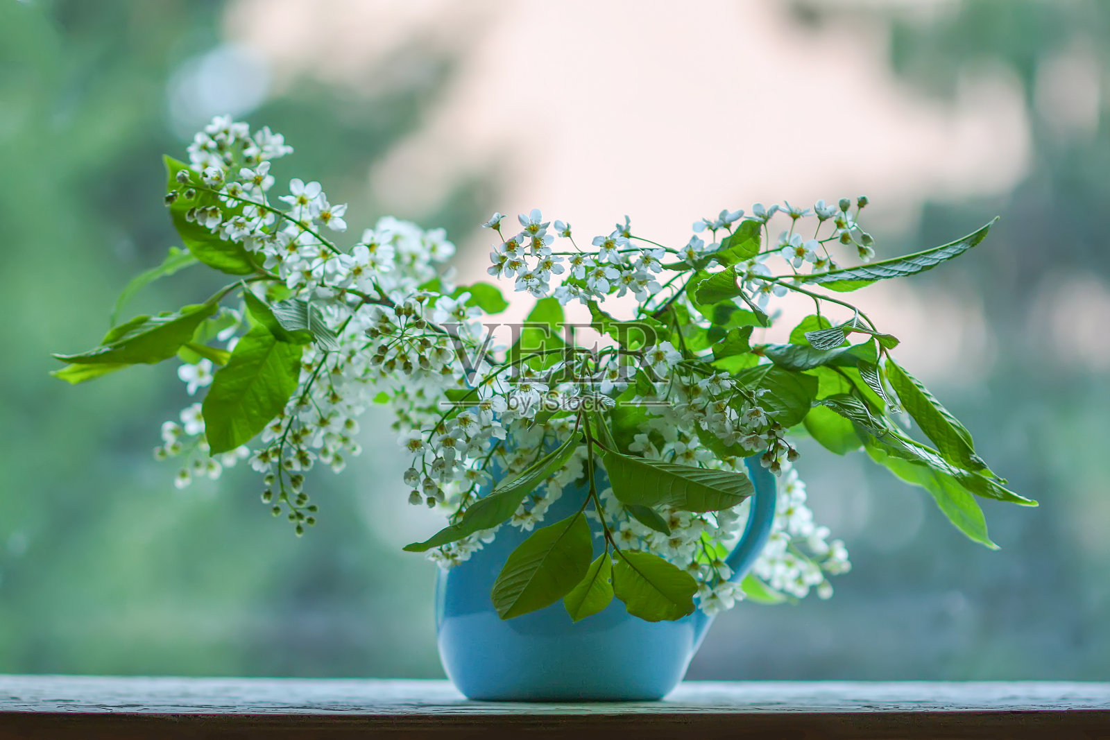 花束的鸟樱桃,朴树,海莓或五月天树枝与白色芳香的花。照片摄影图片
