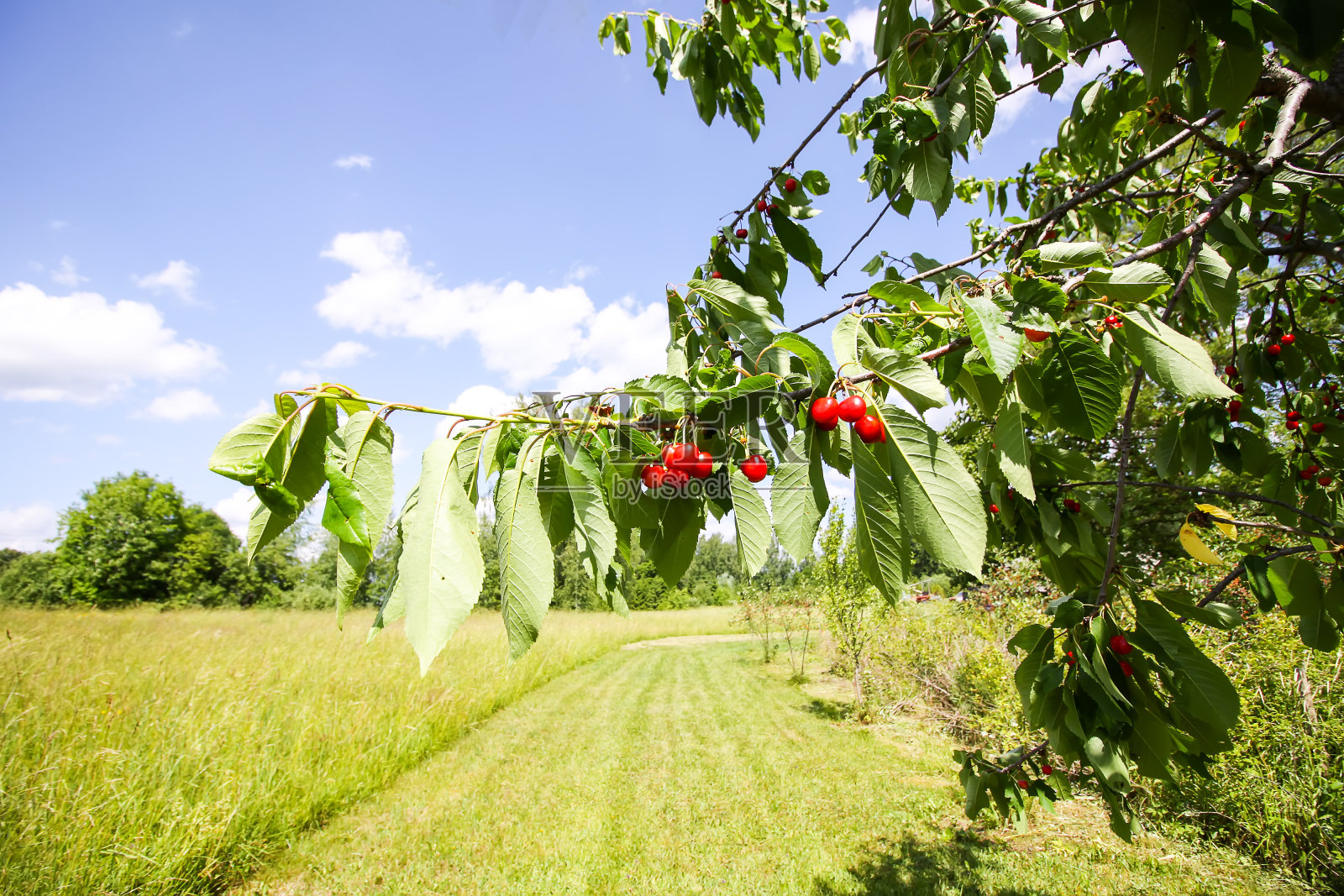 甜樱桃果实。鸟结核李属植物。成熟的红浆果在树枝上。照片摄影图片
