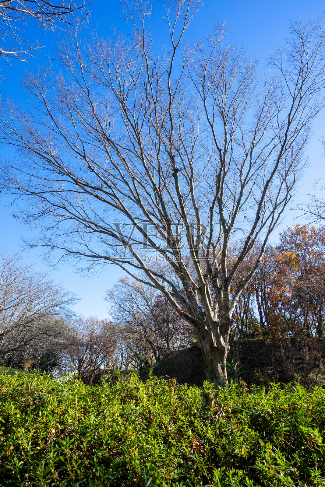 美丽的风景,清新的公园照片摄影图片