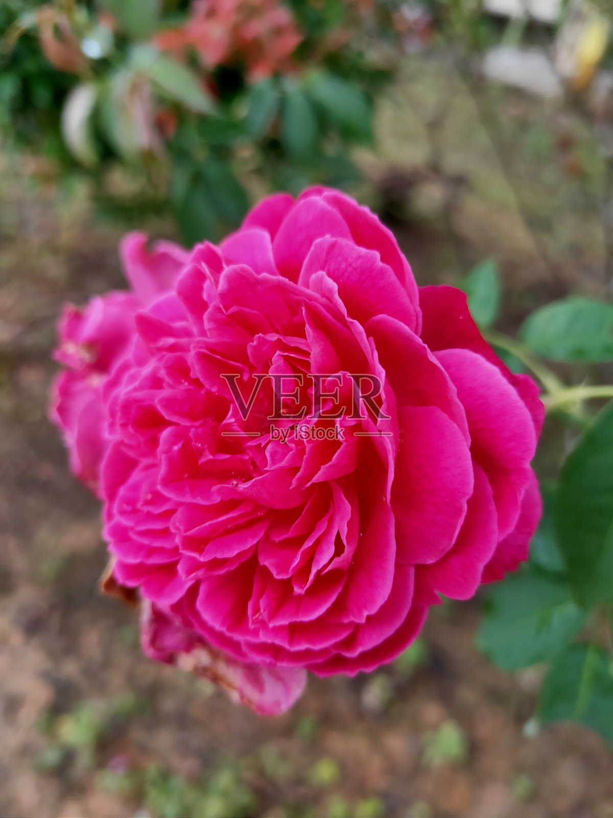 玫瑰照片摄影图片