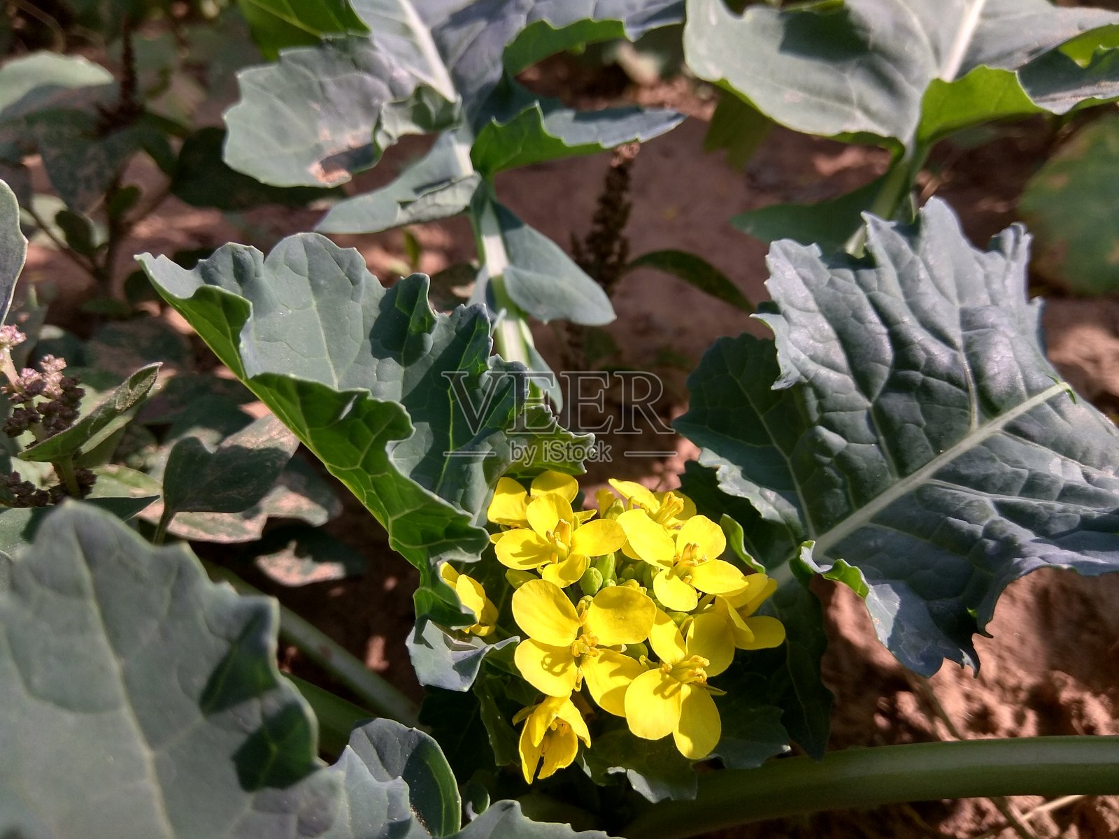 芥花照片摄影图片