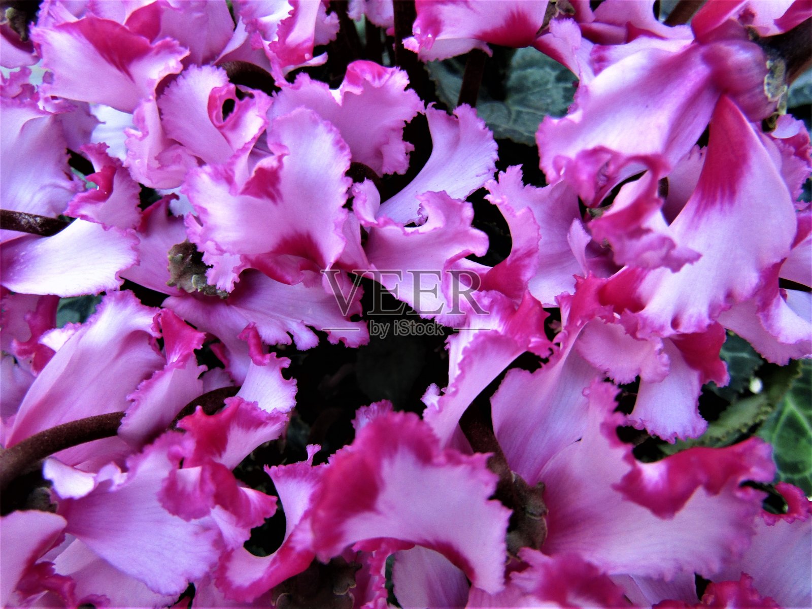 日本。12月。粉红色的花朵背景。照片摄影图片