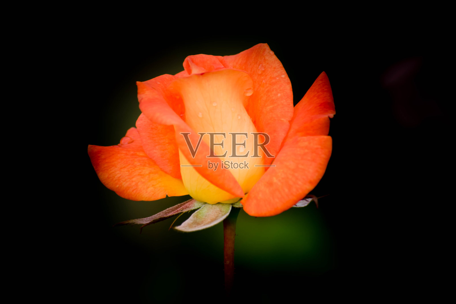 宏观华丽的橙色玫瑰在自然环境照片摄影图片