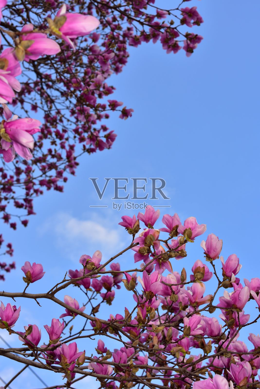 玉兰花,粉红色的花在春天照片摄影图片