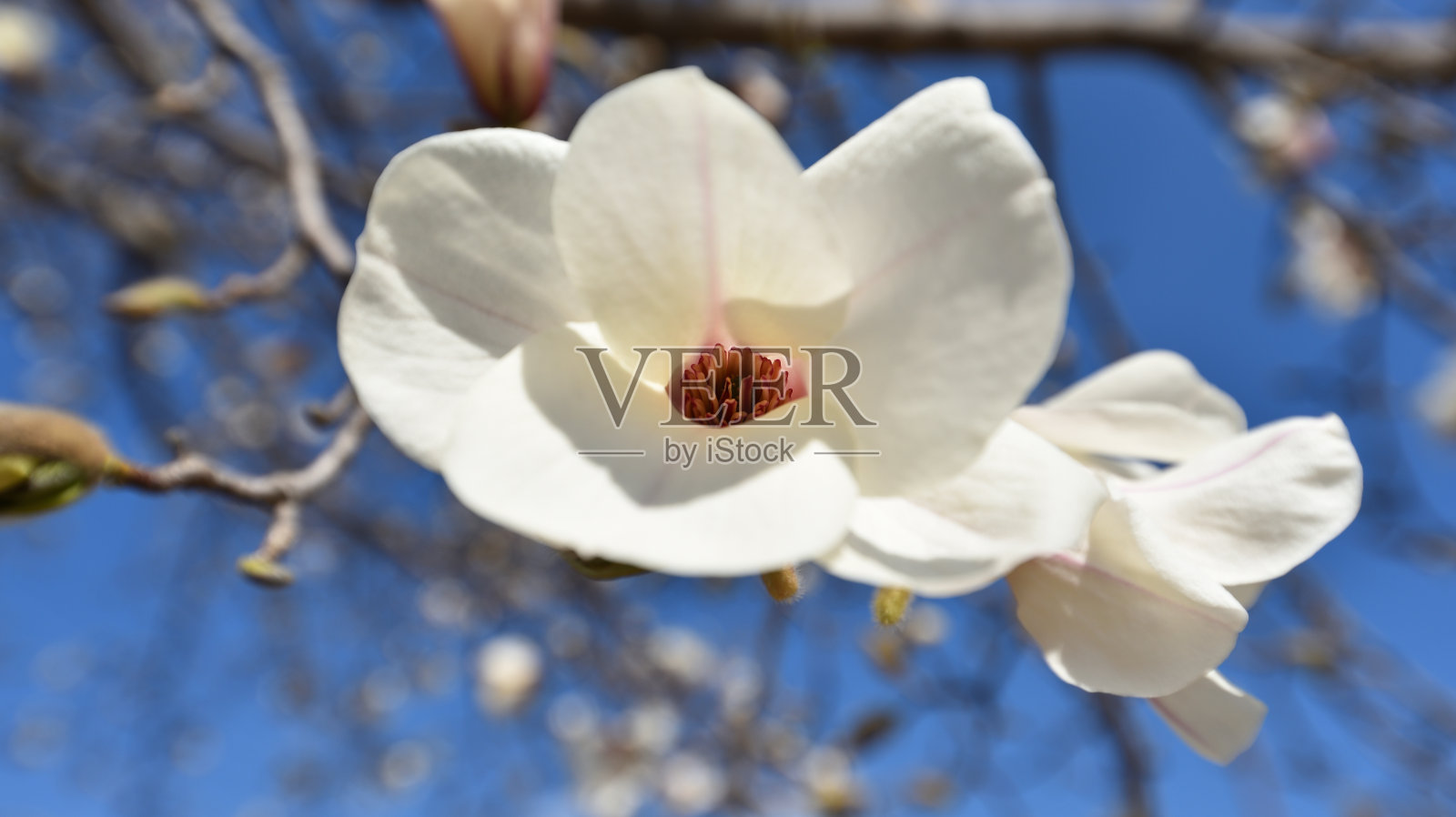 白玉兰,春天的白花照片摄影图片