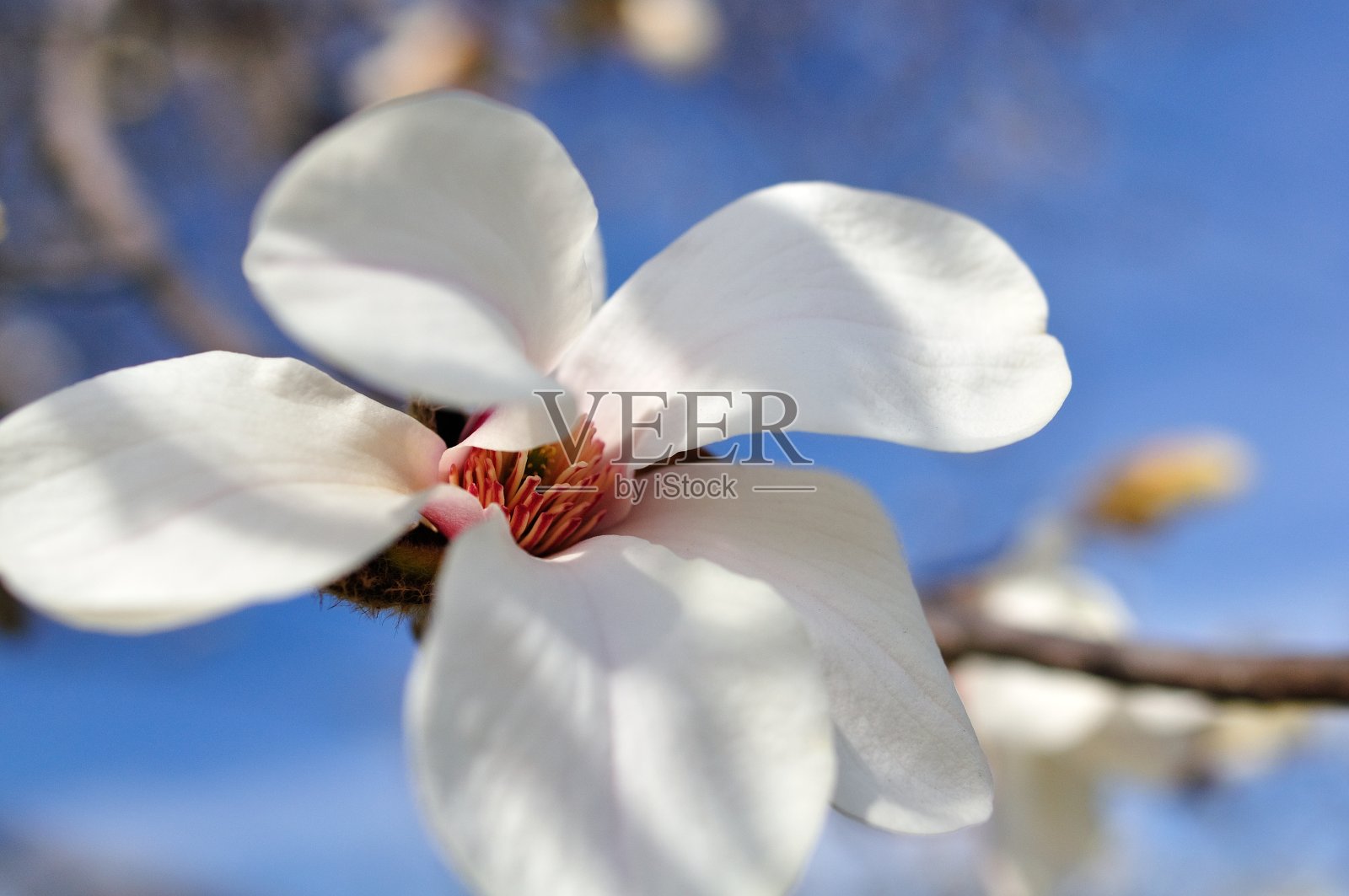 白玉兰,春天的白花照片摄影图片