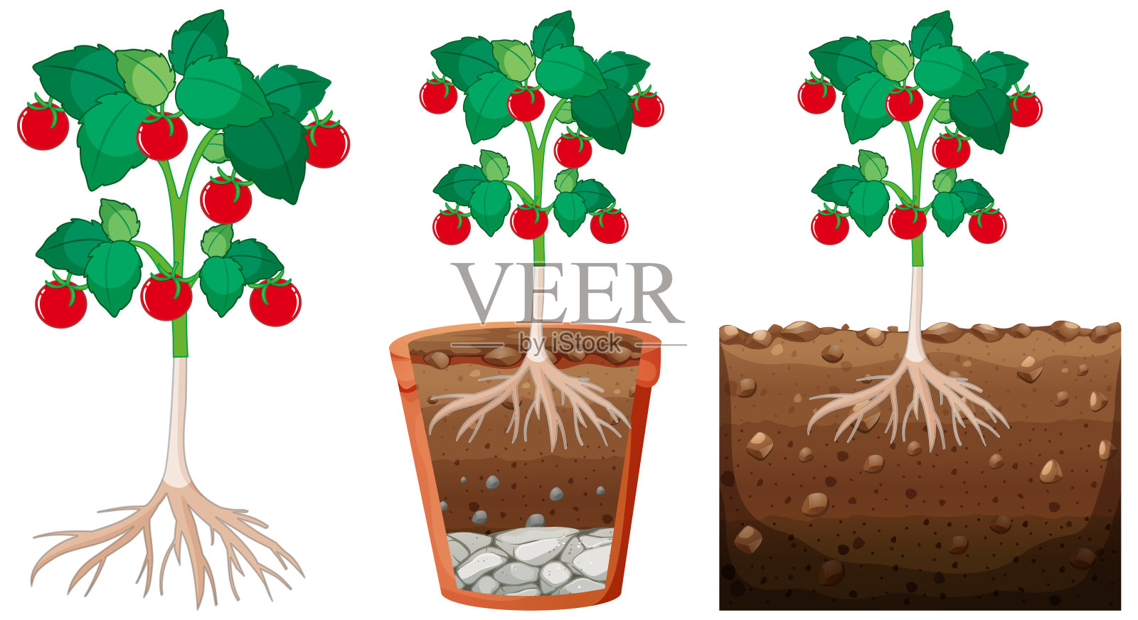 番茄苗套插画图片素材