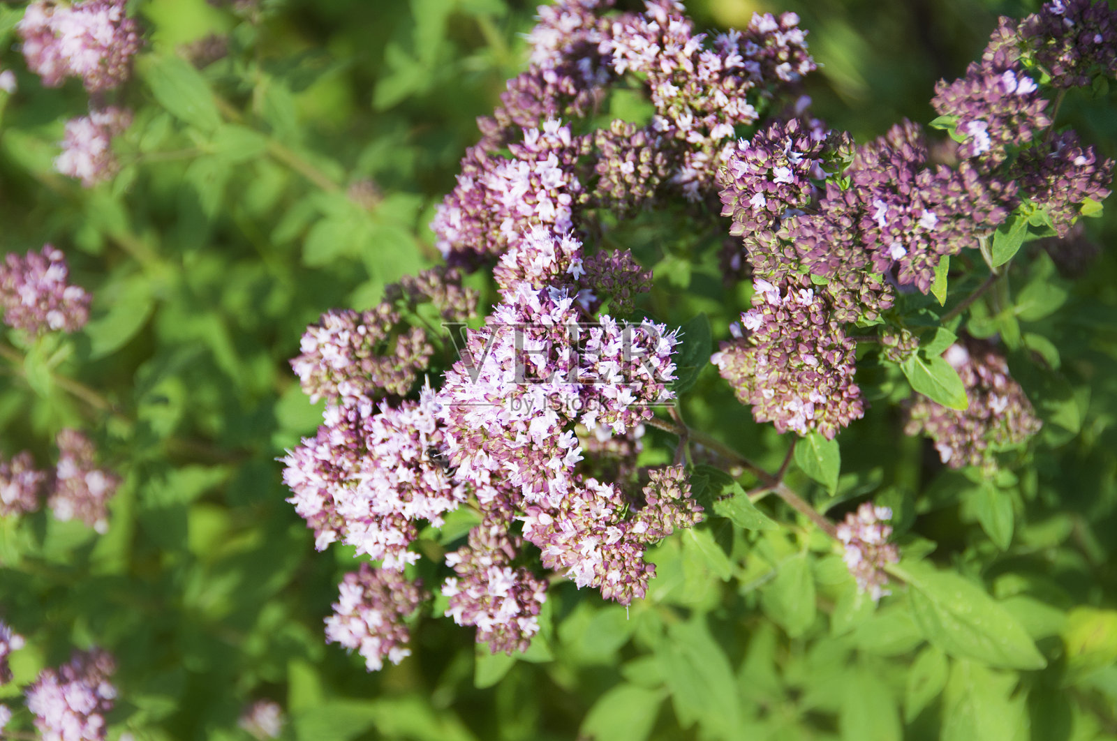牛至开花,宏观照片摄影图片
