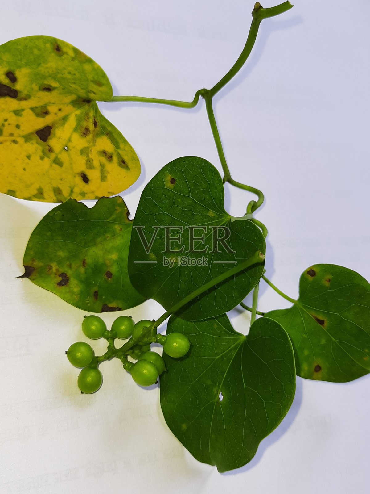 绿色的水果和树叶照片摄影图片