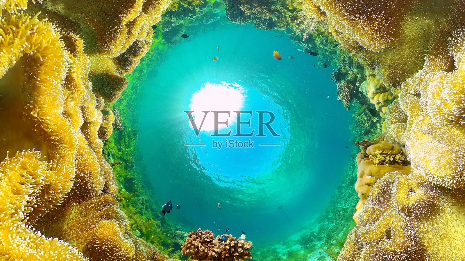 珊瑚礁和水下的鱼。菲律宾照片摄影图片