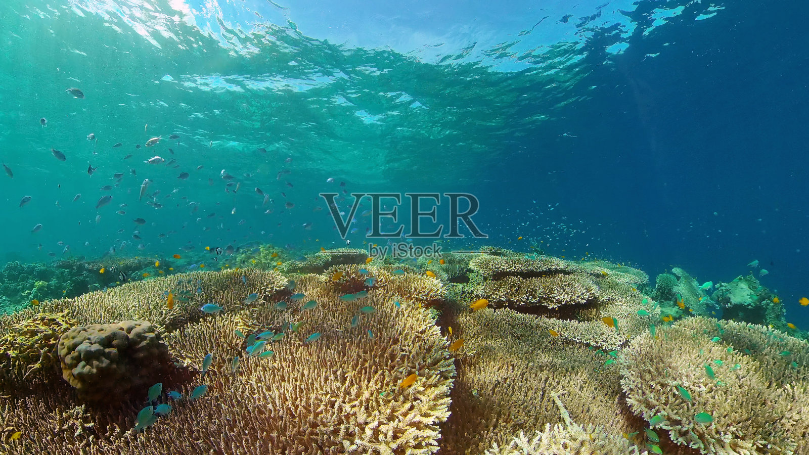 珊瑚礁和热带鱼。菲律宾照片摄影图片