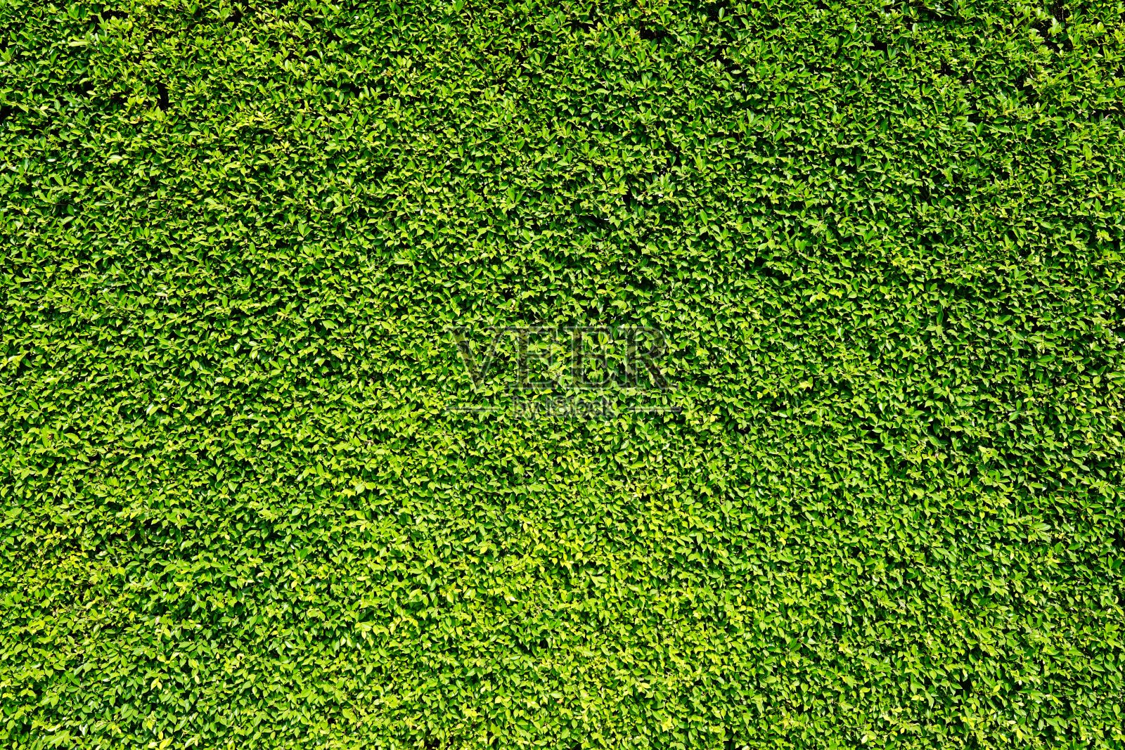 抽象绿叶自然墙照片摄影图片